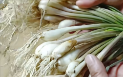 这种长得像蒜的蔬菜 南方人超爱！赌博北方人没